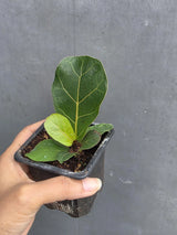 Fiddle Leaf Fig in 3” Nursery Pot - Ficus Lyrata Plant - Indoor Houseplant - Easy Care Tropical Plant - Live Plant Gift