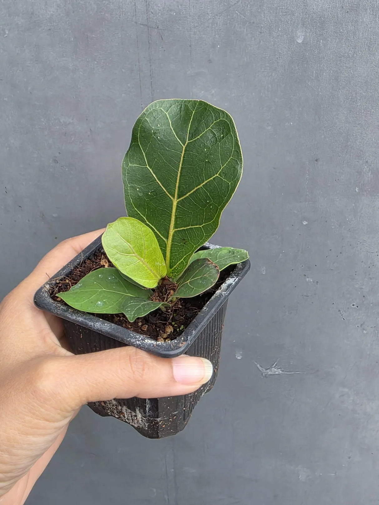 Fiddle Leaf Fig in 3” Nursery Pot - Ficus Lyrata Plant - Indoor Houseplant - Easy Care Tropical Plant - Live Plant Gift