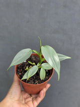 Philodendron Silver Sword Plant in 2" Nursery Pot - Silver Leaf Houseplant - Indoor Tropical Plant - Live Houseplant