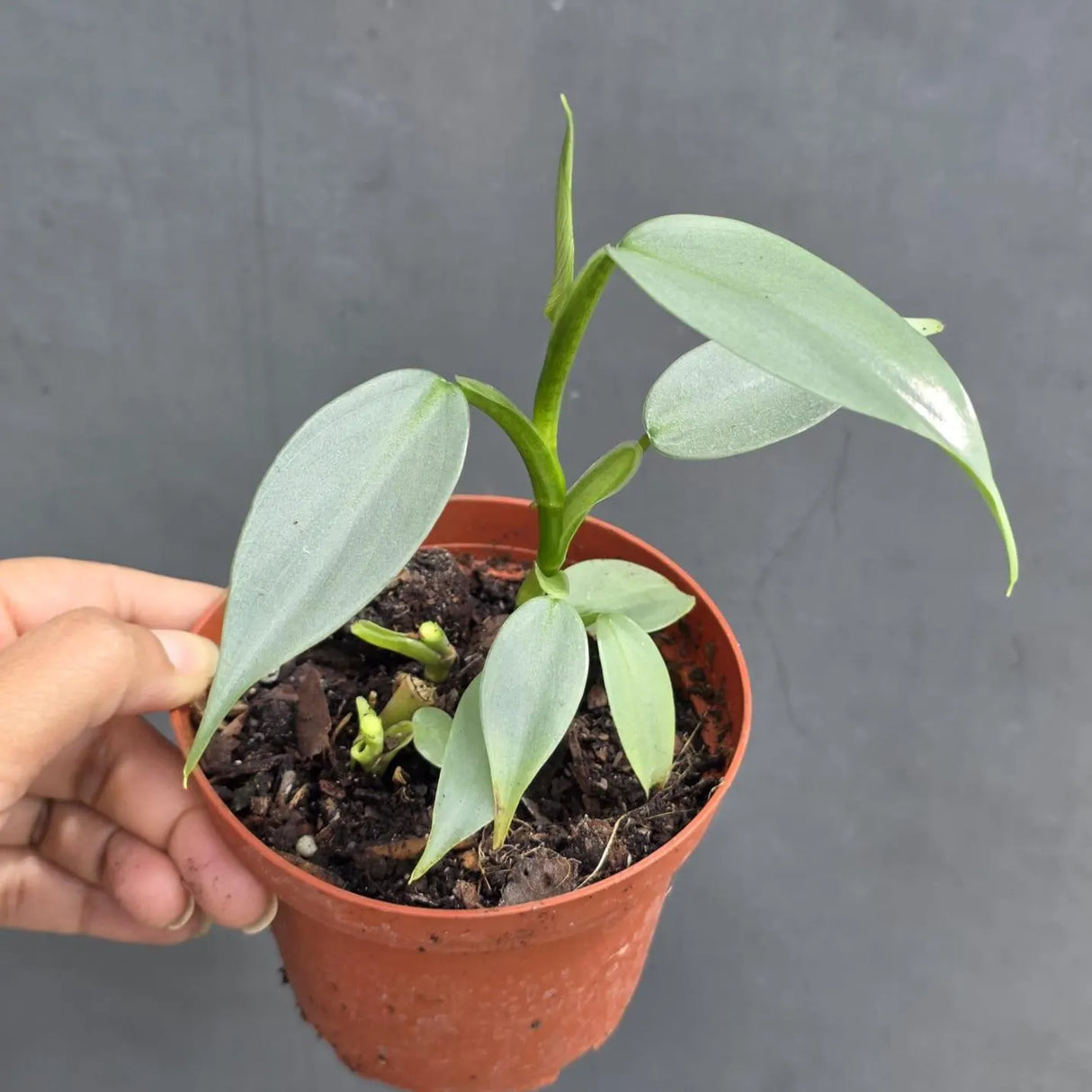 Philodendron Silver Sword Plant in 2" Nursery Pot - Silver Leaf Houseplant - Indoor Tropical Plant - Live Houseplant