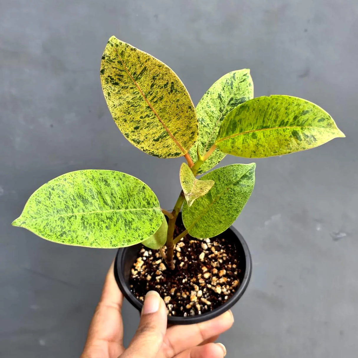 Ficus Shivereana Variegated in 4” Nursery Pot - Rare Variegated Rubber Plant - Ficus Elastica Shivereana Moonshine - Indoor Houseplant