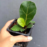 Fiddle Leaf Fig in 3” Nursery Pot - Ficus Lyrata Plant - Indoor Houseplant - Easy Care Tropical Plant - Live Plant Gift