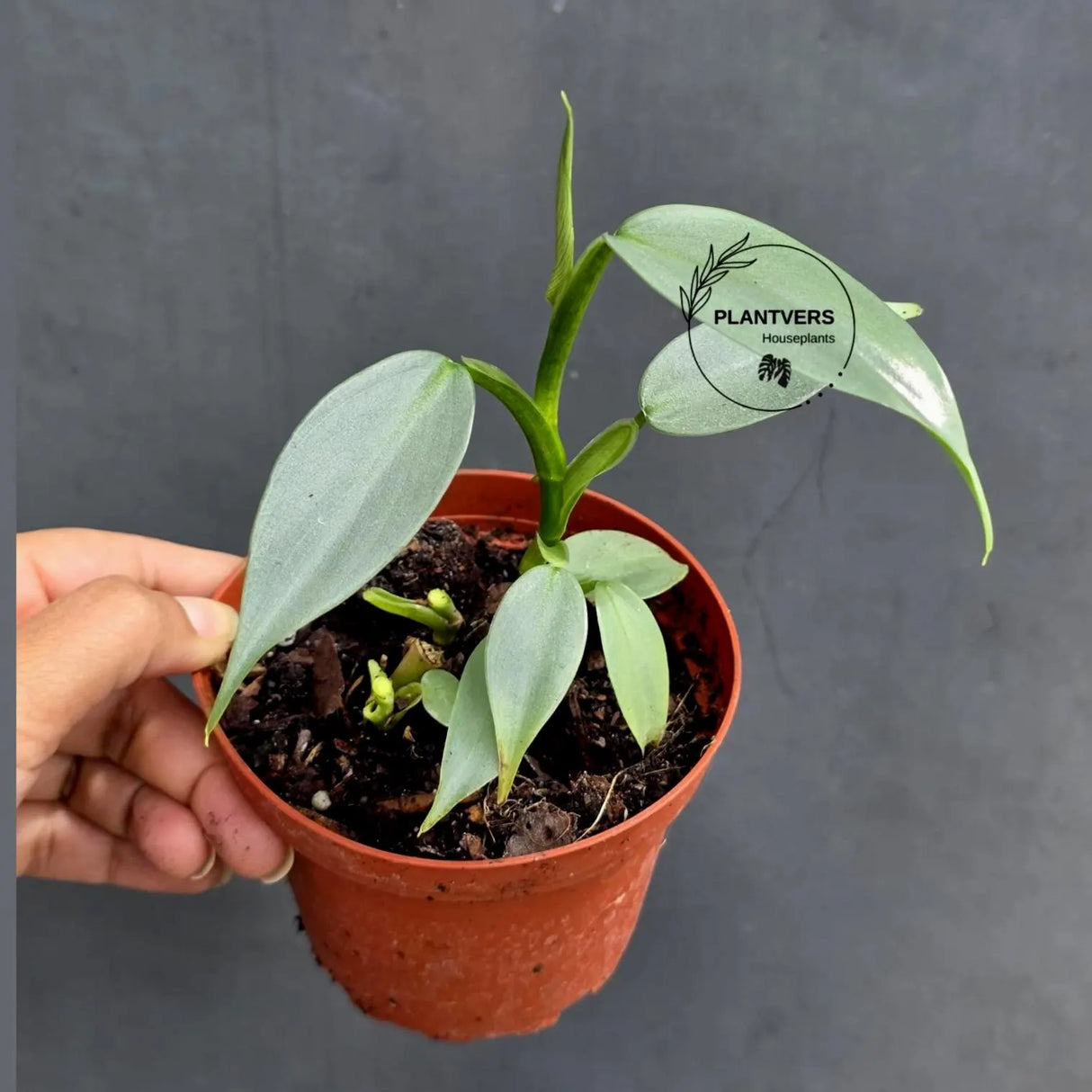 Philodendron Silver Sword Plant in 2" Nursery Pot - Silver Leaf Houseplant - Indoor Tropical Plant - Live Houseplant