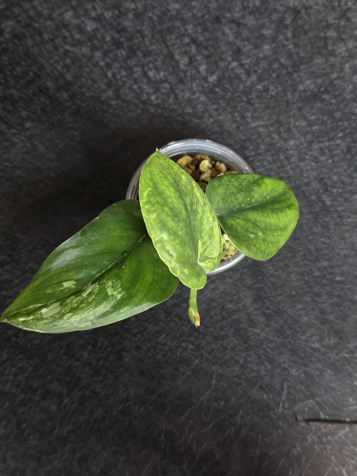 Scindapsus Jade Satin Variegated - Rare Tropical Plant - EXACT Plant - US Seller