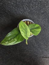 Scindapsus Jade Satin Variegated - Rare Tropical Plant - EXACT Plant - US Seller