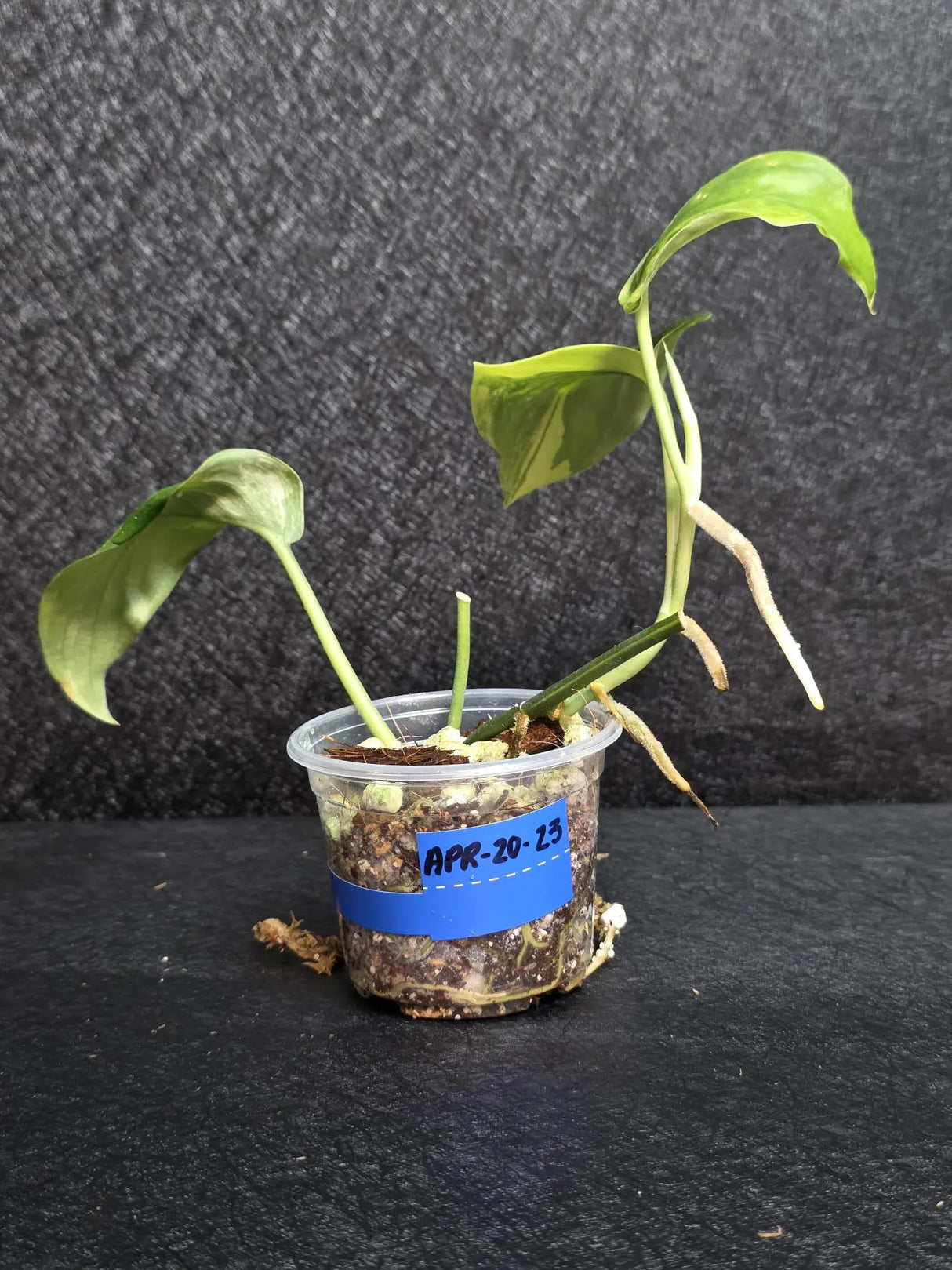 Scindapsus Jade Satin Variegated - Rare Tropical Plant - EXACT Plant - US Seller