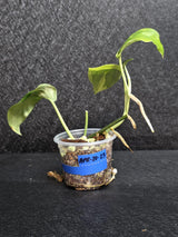 Scindapsus Jade Satin Variegated - Rare Tropical Plant - EXACT Plant - US Seller