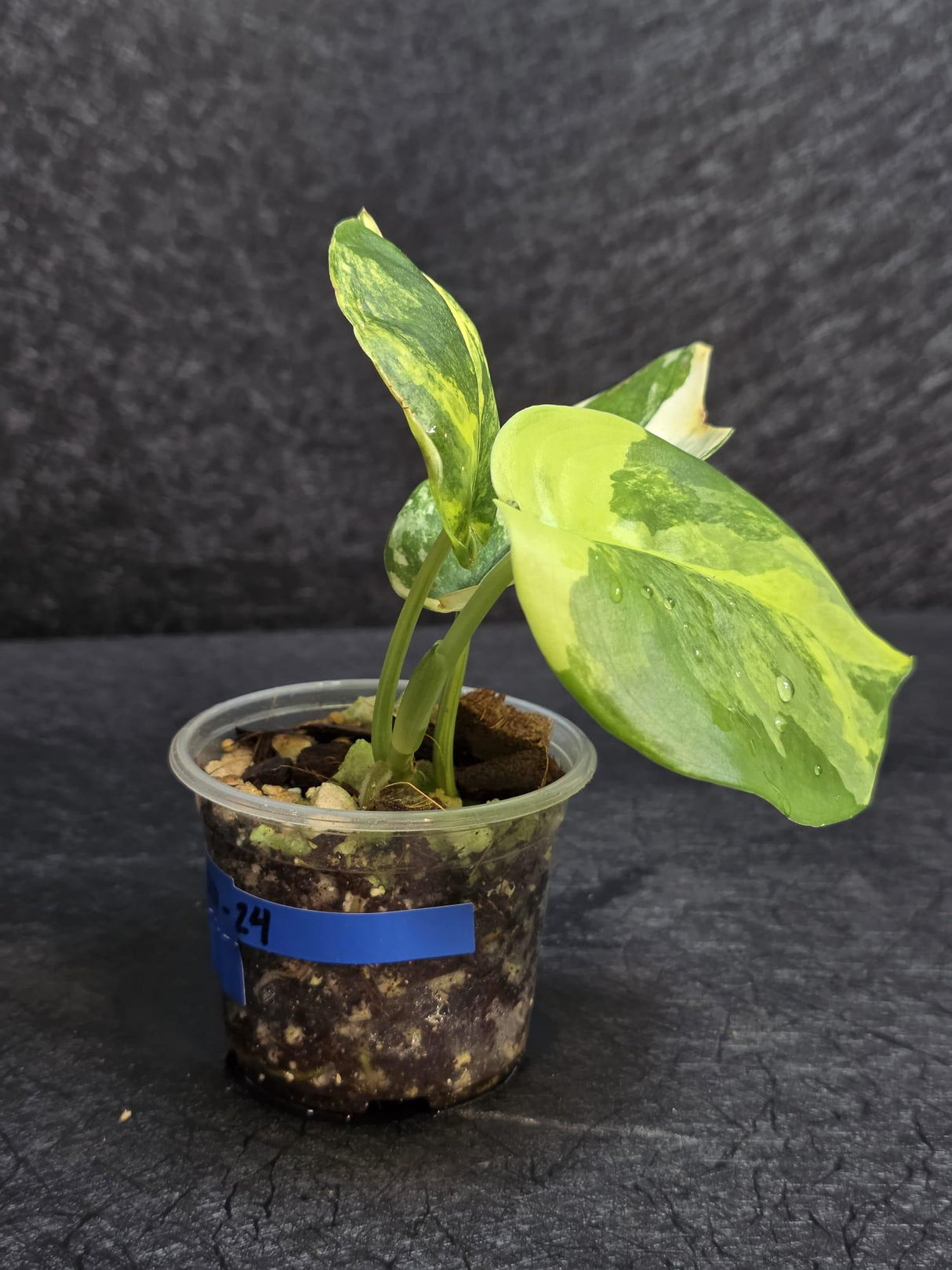 Scindapsus Jade Satin Variegated - Rare Tropical Plant - EXACT Plant - US Seller