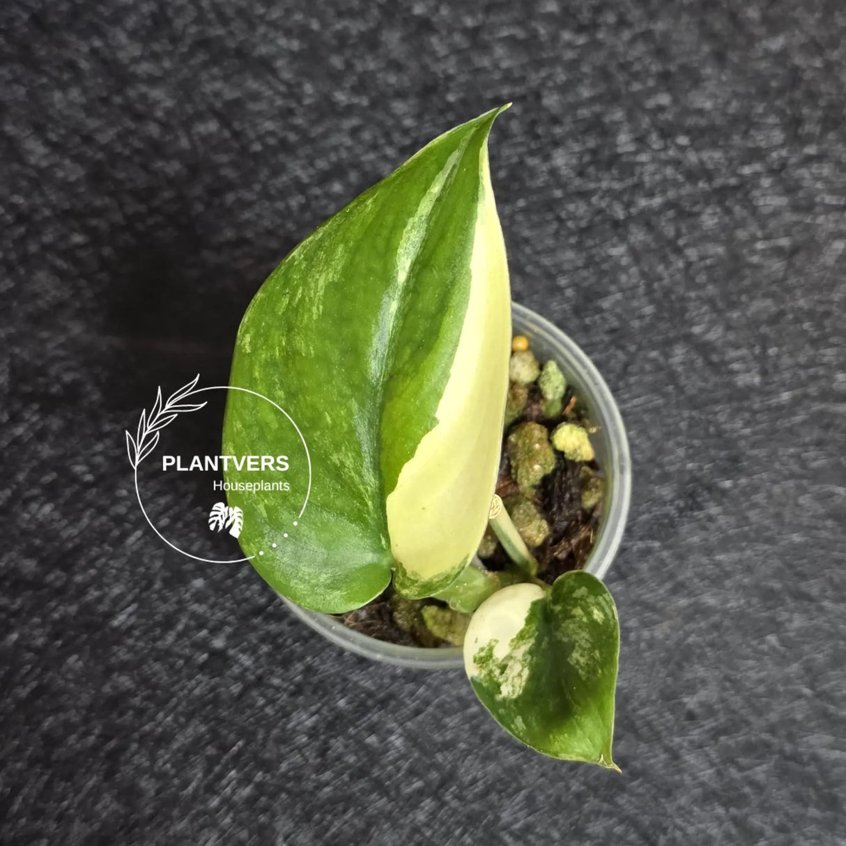 Scindapsus Jade Satin Variegated - Rare Tropical Plant - EXACT Plant - US Seller
