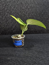 Scindapsus Jade Satin Variegated - Rare Tropical Plant - EXACT Plant - US Seller