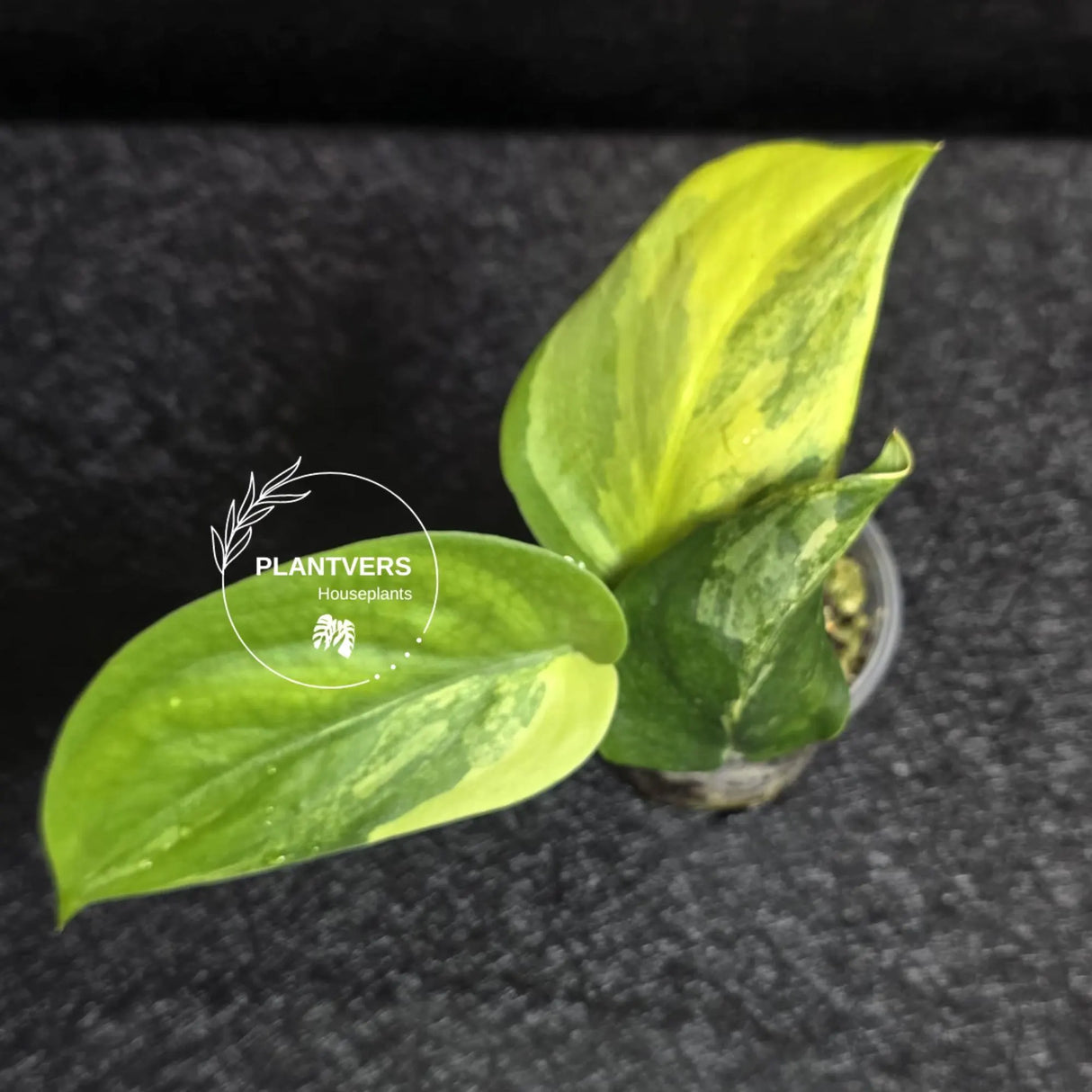Scindapsus Jade Satin Variegated - Rare Tropical Plant - EXACT Plant - US Seller
