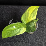 Scindapsus Jade Satin Variegated - Rare Tropical Plant - EXACT Plant - US Seller