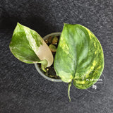 Scindapsus Jade Satin Variegated - Rare Tropical Plant - EXACT Plant - US Seller