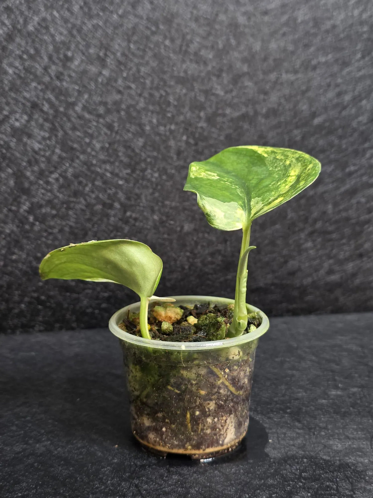 Scindapsus Jade Satin Variegated - Rare Tropical Plant - EXACT Plant - US Seller