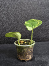 Scindapsus Jade Satin Variegated - Rare Tropical Plant - EXACT Plant - US Seller