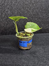 Scindapsus Jade Satin Variegated - Rare Tropical Plant - EXACT Plant - US Seller