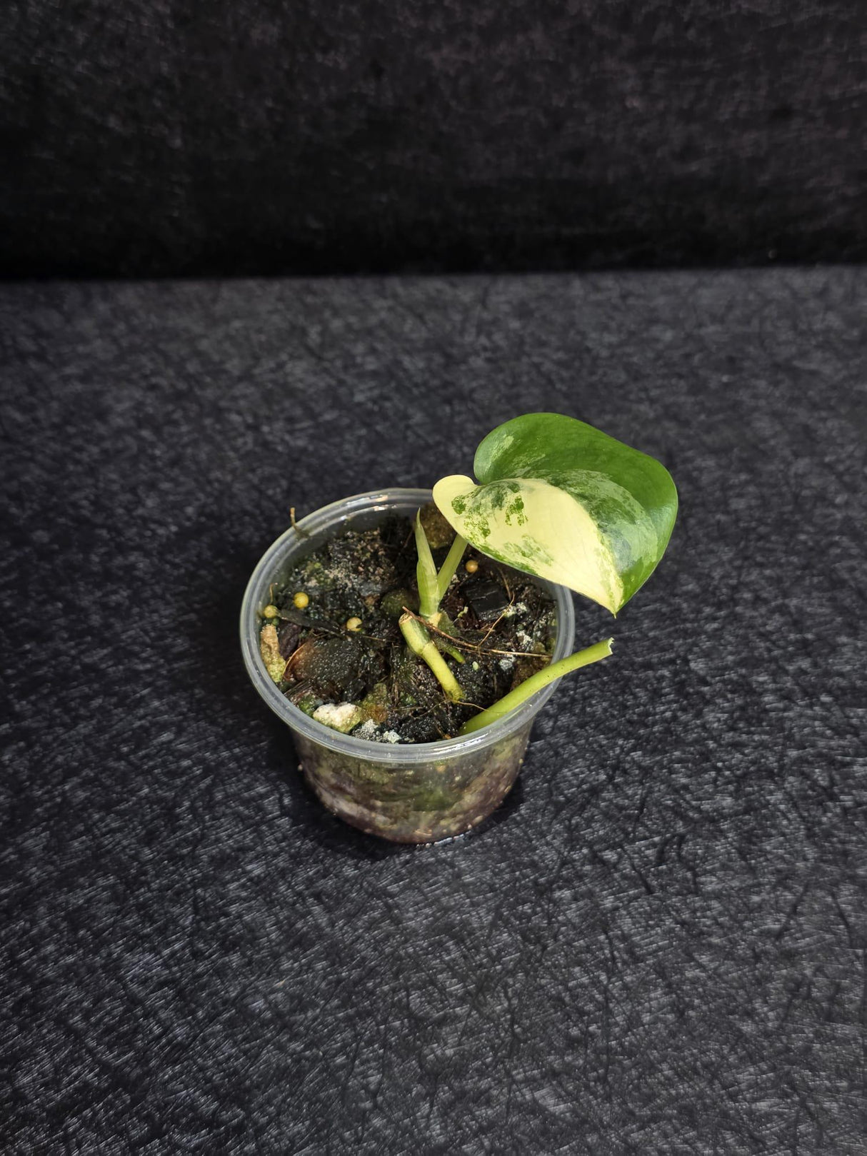 Scindapsus Jade Satin Variegated - Rare Tropical Plant - EXACT Plant - US Seller