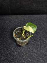 Scindapsus Jade Satin Variegated - Rare Tropical Plant - EXACT Plant - US Seller
