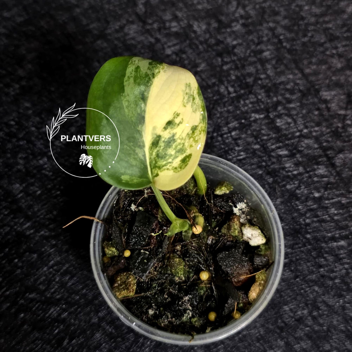 Scindapsus Jade Satin Variegated - Rare Tropical Plant - EXACT Plant - US Seller