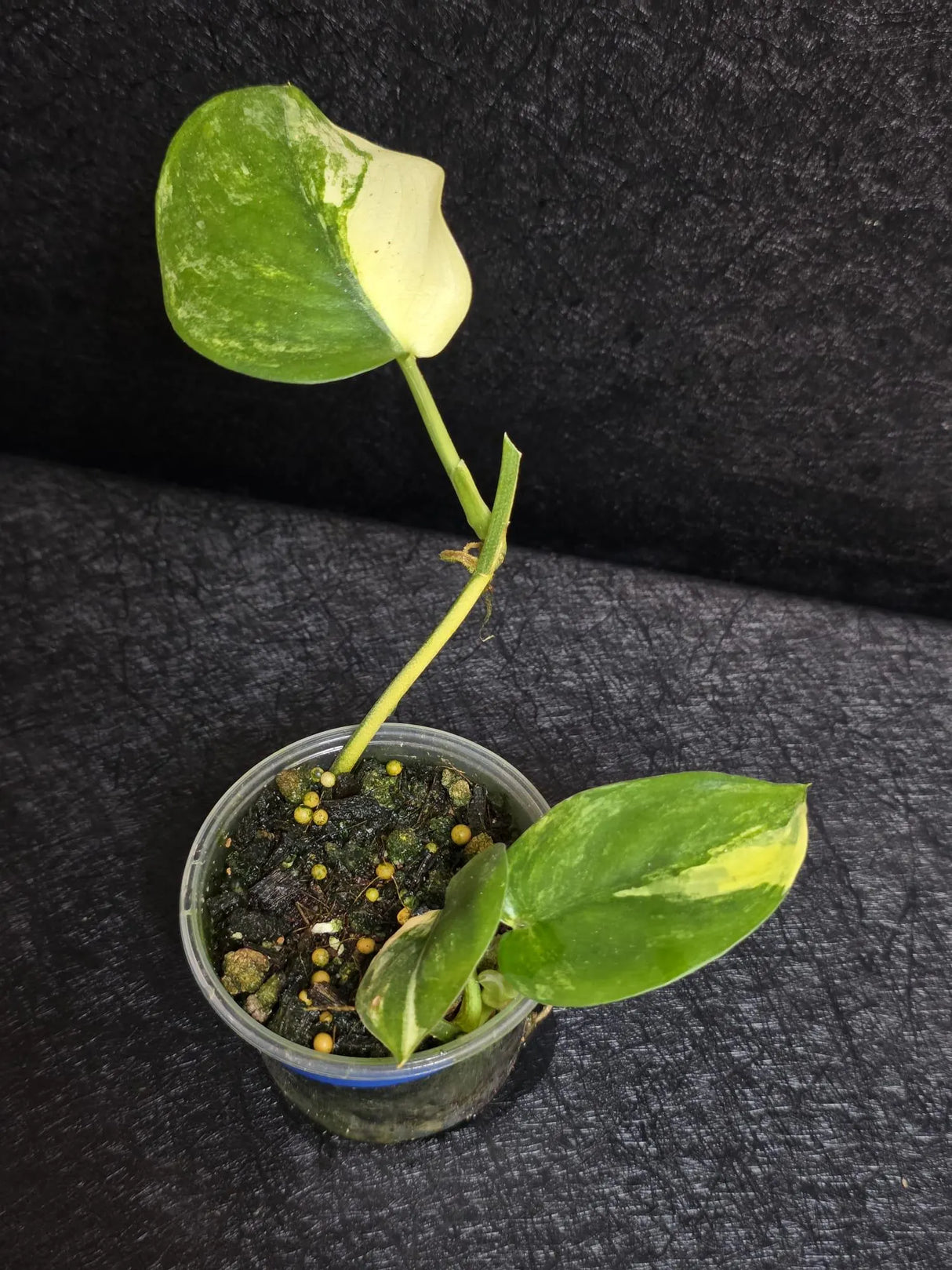 Scindapsus Jade Satin Variegated - Rare Tropical Plant - EXACT Plant - US Seller
