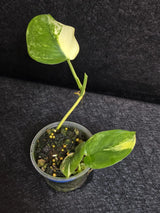 Scindapsus Jade Satin Variegated - Rare Tropical Plant - EXACT Plant - US Seller