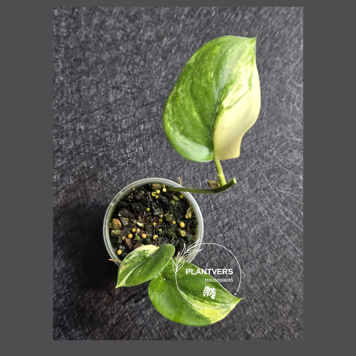 Scindapsus Jade Satin Variegated - Rare Tropical Plant - EXACT Plant - US Seller