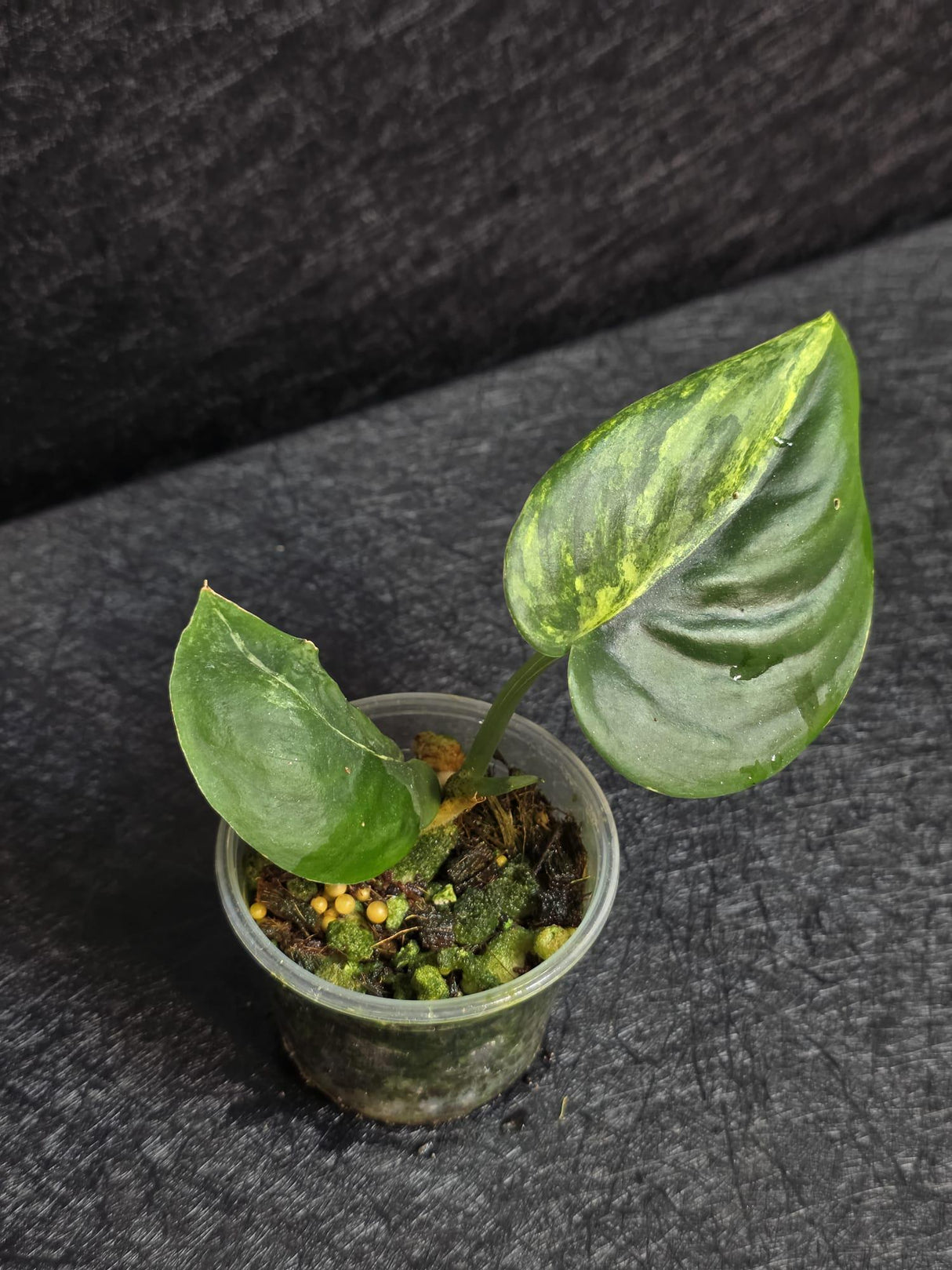 Scindapsus Jade Satin Variegated - Rare Tropical Plant - EXACT Plant - US Seller