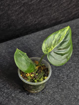 Scindapsus Jade Satin Variegated - Rare Tropical Plant - EXACT Plant - US Seller
