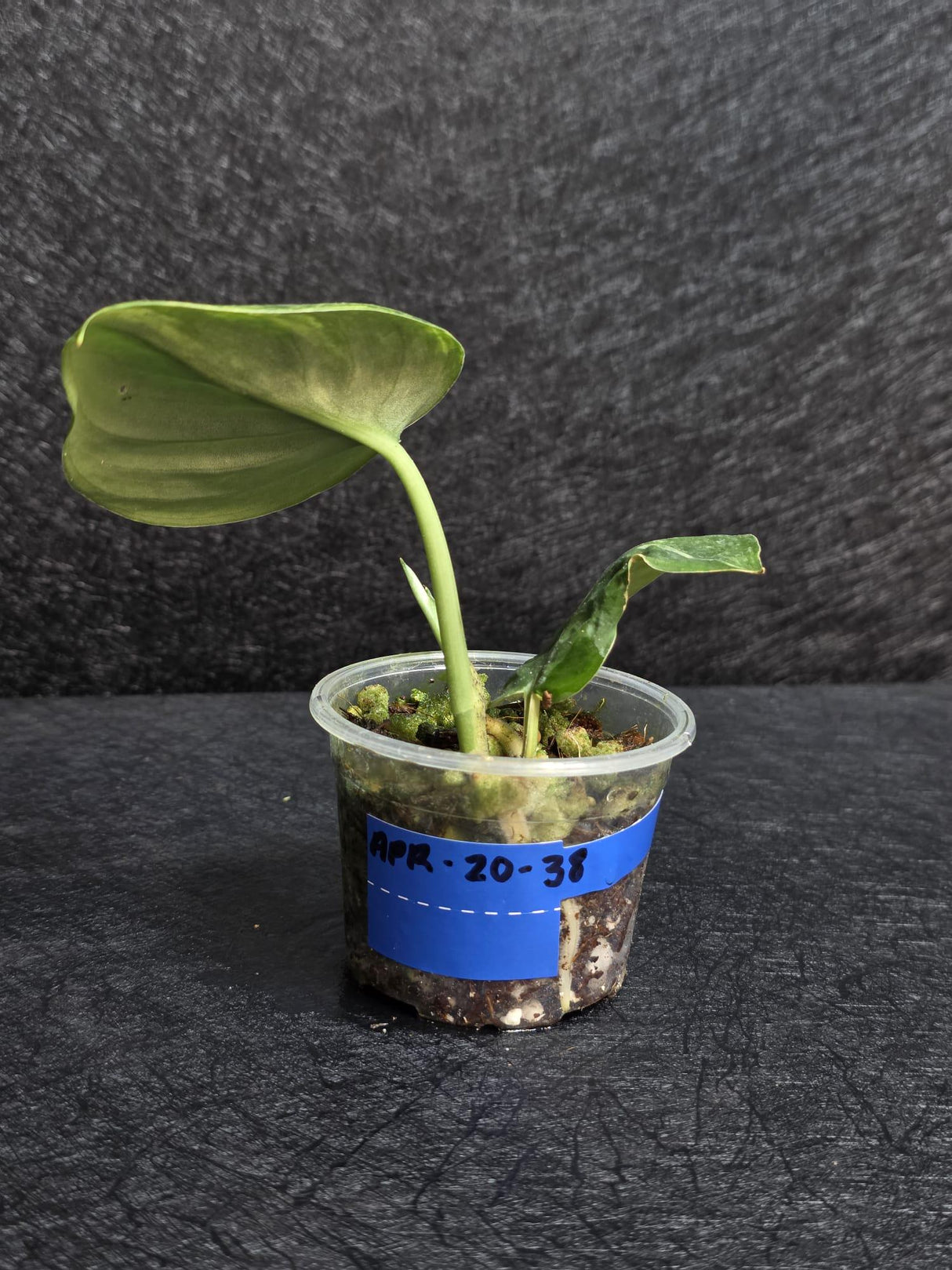 Scindapsus Jade Satin Variegated - Rare Tropical Plant - EXACT Plant - US Seller