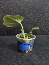 Scindapsus Jade Satin Variegated - Rare Tropical Plant - EXACT Plant - US Seller