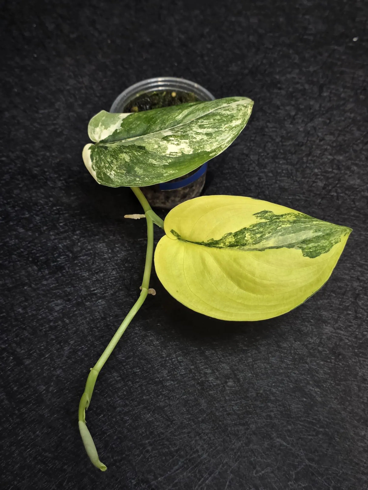 Scindapsus Jade Satin Variegated - Rare Tropical Plant - EXACT Plant - US Seller