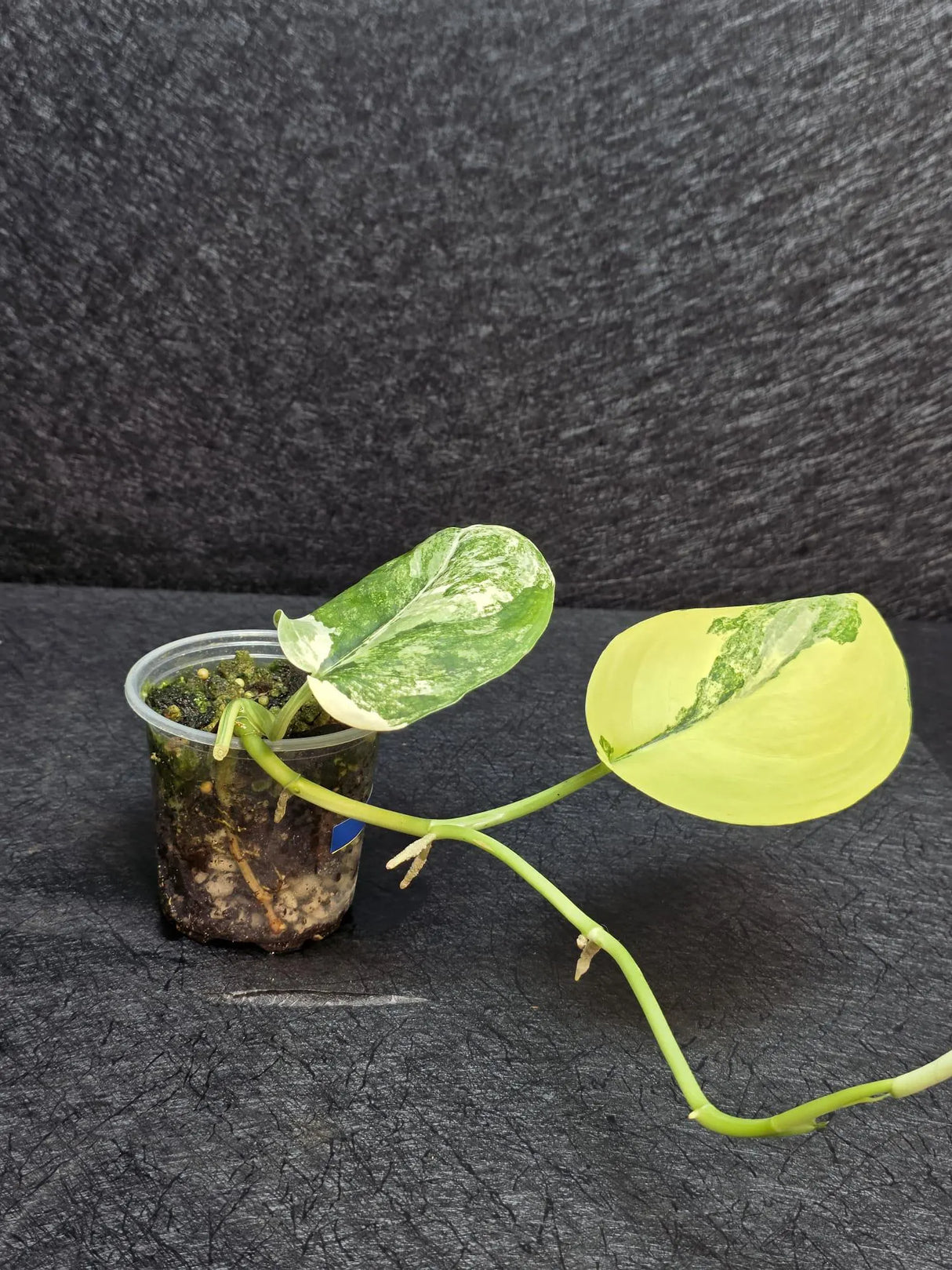 Scindapsus Jade Satin Variegated - Rare Tropical Plant - EXACT Plant - US Seller