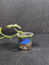 Scindapsus Jade Satin Variegated - Rare Tropical Plant - EXACT Plant - US Seller