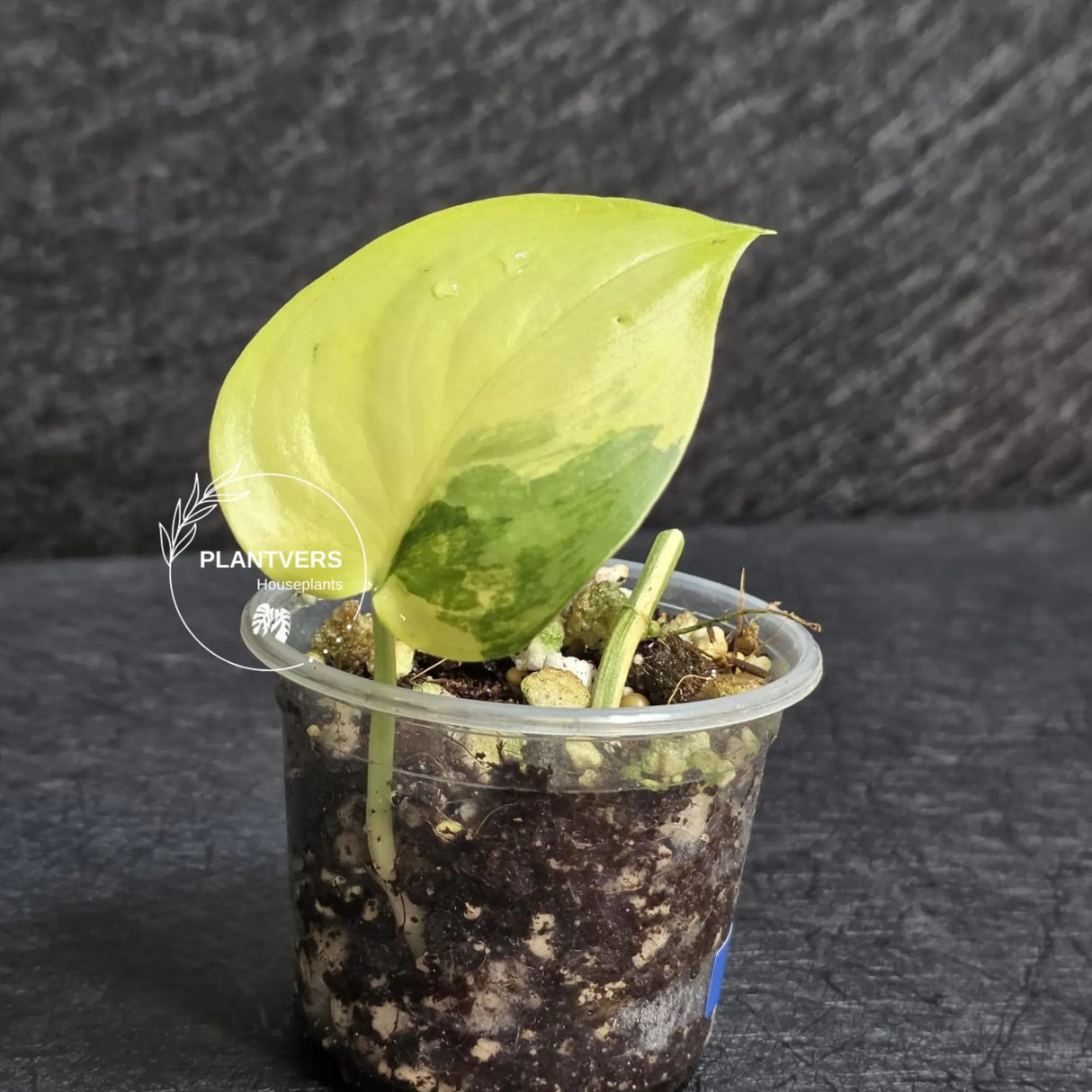 Scindapsus Jade Satin Variegated - Rare Tropical Plant - EXACT Plant - US Seller