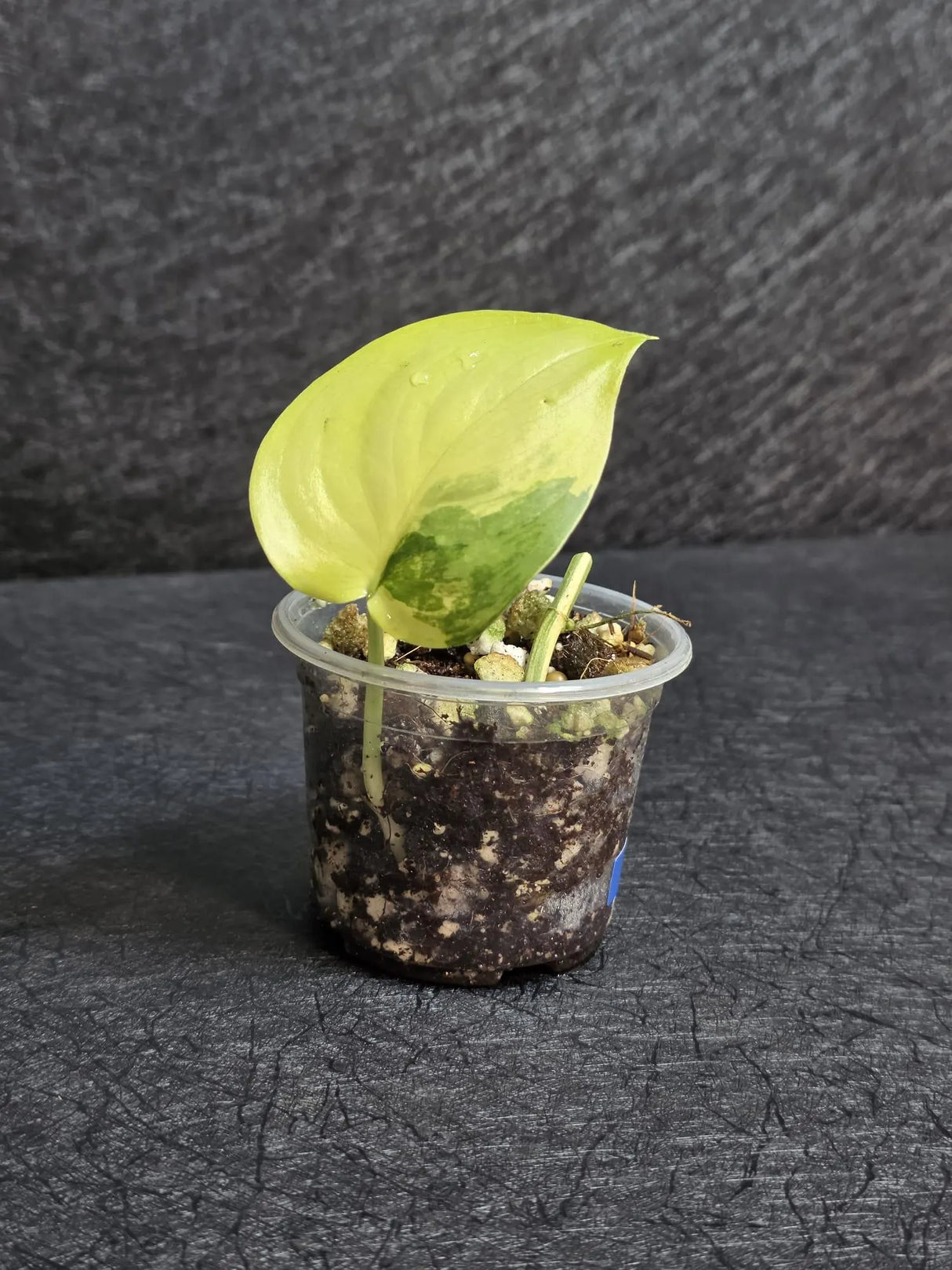 Scindapsus Jade Satin Variegated - Rare Tropical Plant - EXACT Plant - US Seller