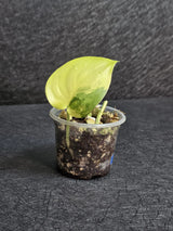 Scindapsus Jade Satin Variegated - Rare Tropical Plant - EXACT Plant - US Seller