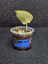Scindapsus Jade Satin Variegated - Rare Tropical Plant - EXACT Plant - US Seller