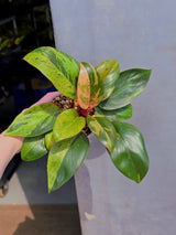 philodendron congo