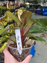 red congo plant