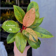 Red Congo