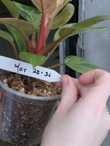 dwarf red congo