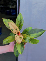 red congo plant