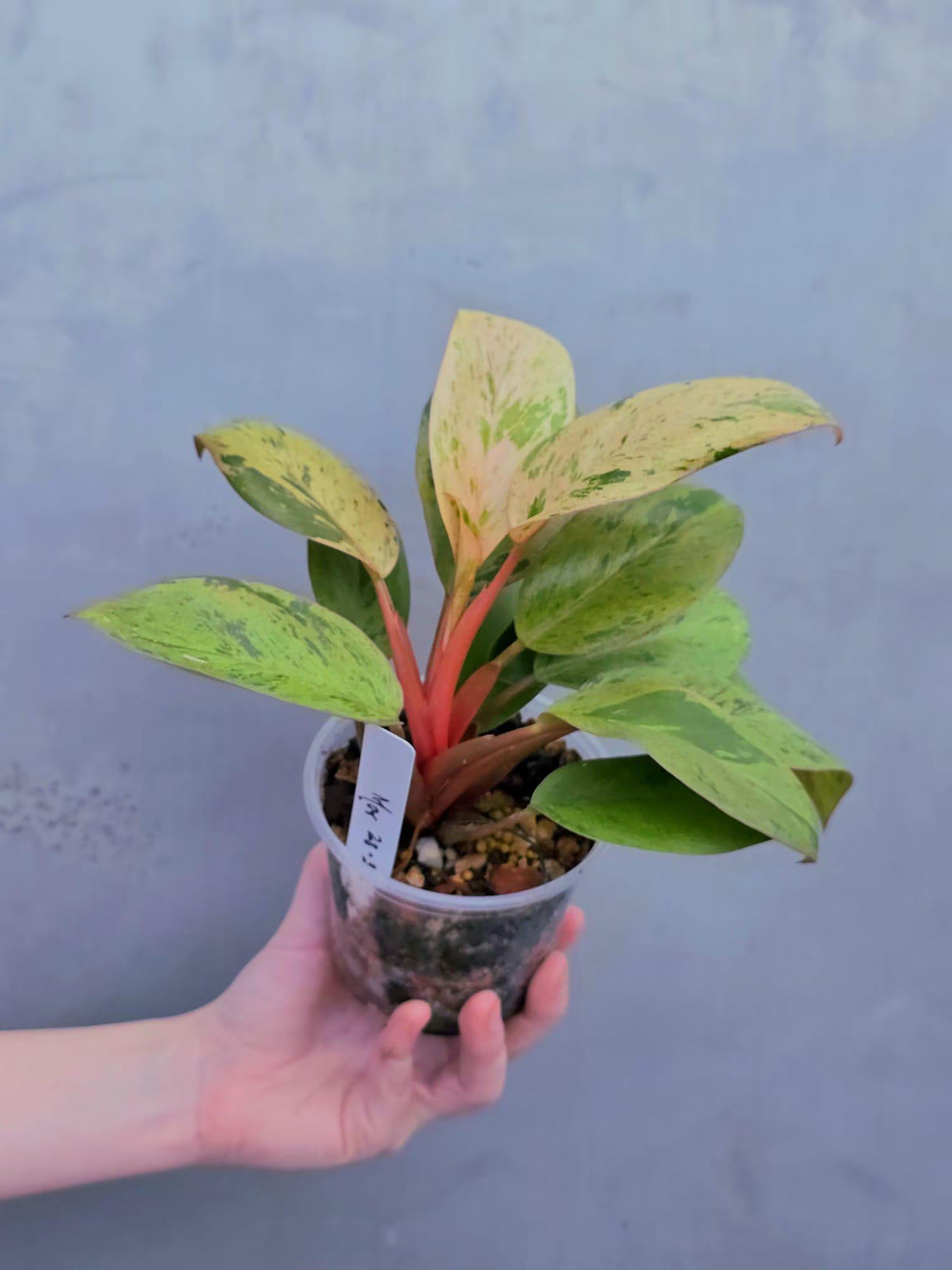 red congo plant