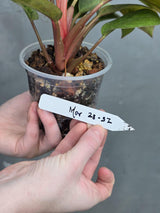 dwarf red congo