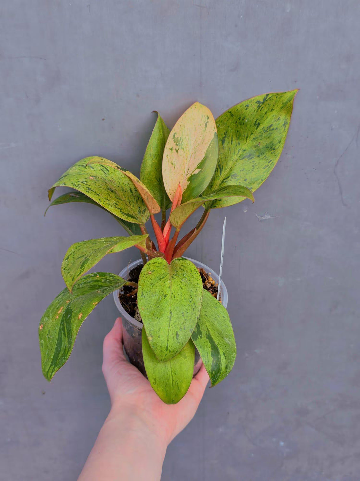 philodendron congo