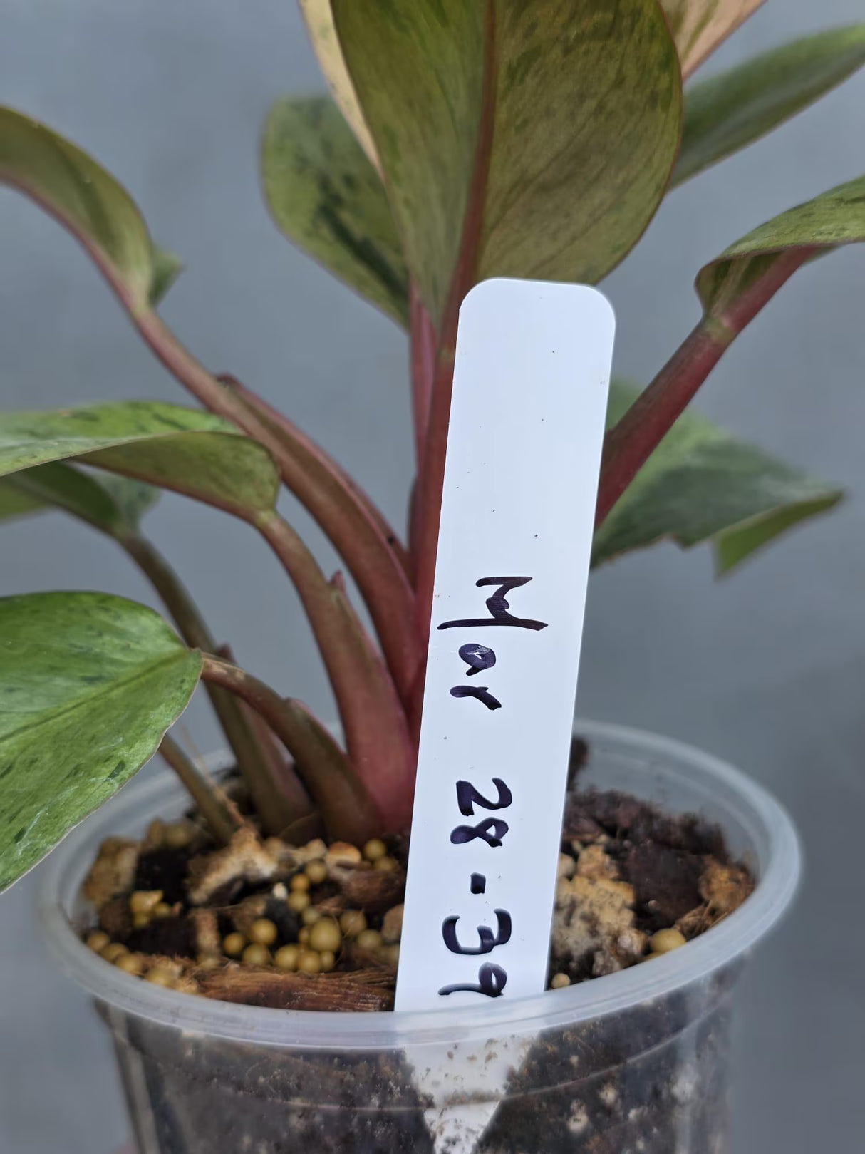 red congo plant