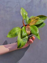 red congo plant