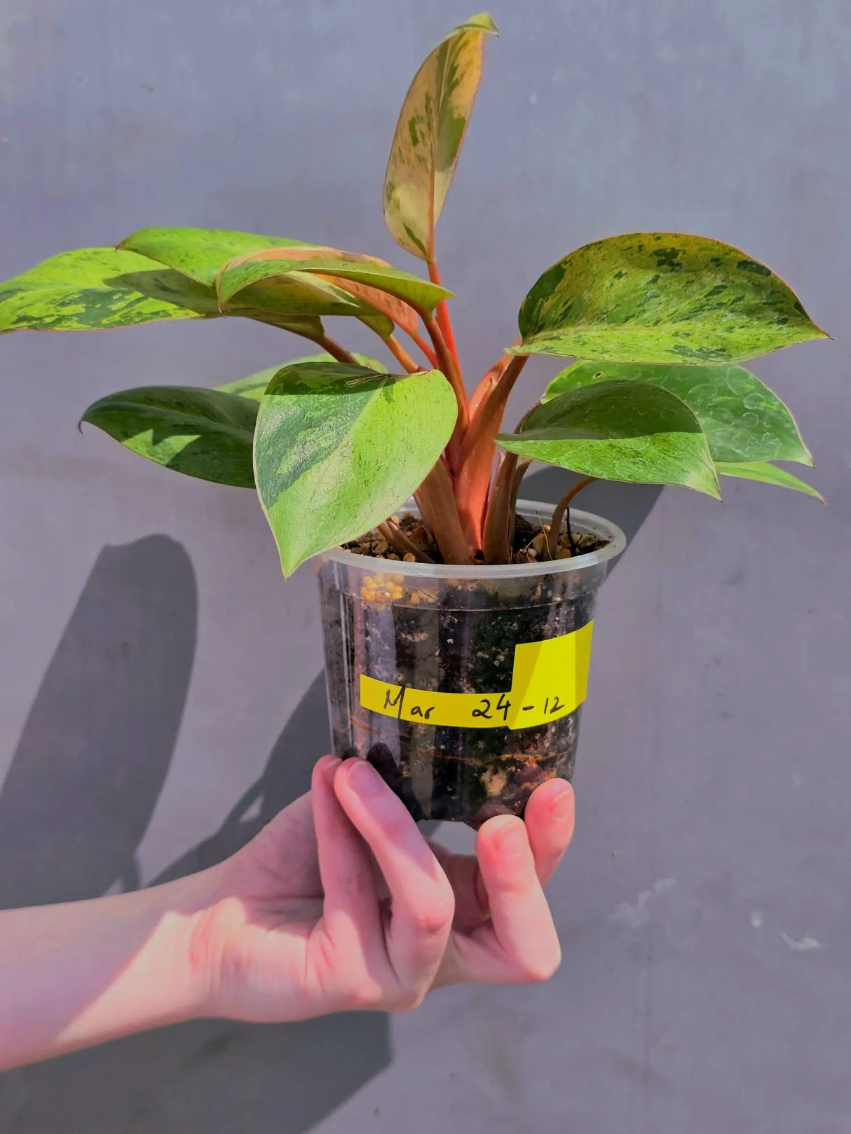 dwarf red congo