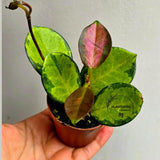 Hoya Australis in 2” Nursery Pot - Wax Plant Indoor Vine - Easy Care Hoya Houseplant - Live Tropical Plant - Plant Lover Gift