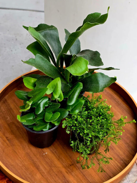 Fern Assortment Set of 3 Variety - Staghorn, Boston, Button, Bird Nest Fern - Live Indoor Fern Collection - Tropical Houseplant Bundle